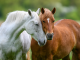 Dier&Recht wint rechtszaak over welzijn van paarden op maneges