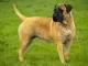 bullmastiff