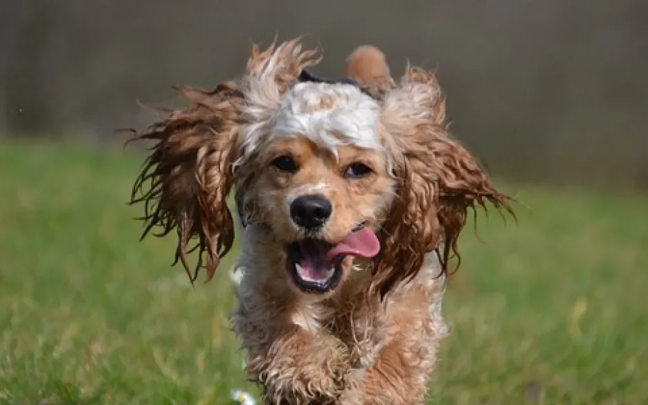 Amerikaanse cocker spaniel