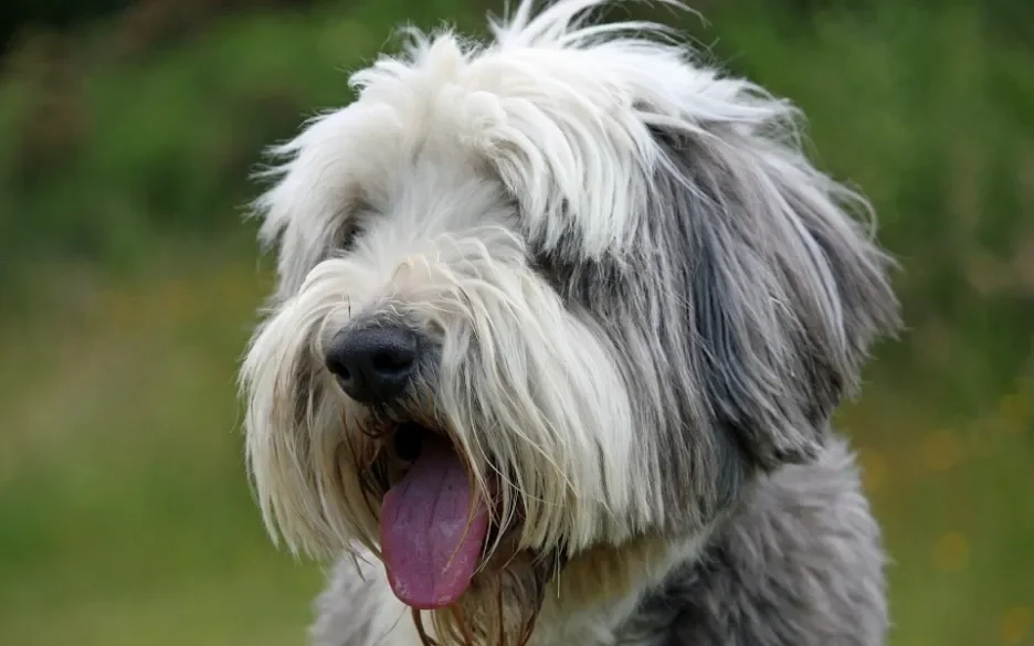 Bearded collie