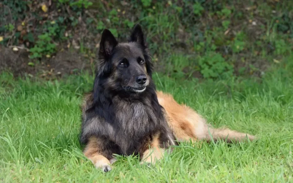 Belgische herdershond / Tervuerense Herder