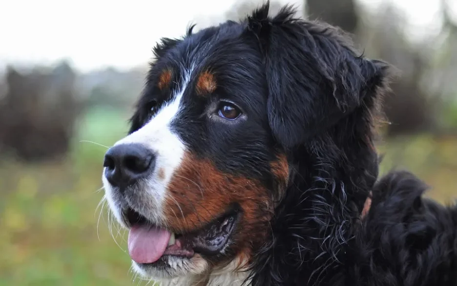 Berner sennenhond