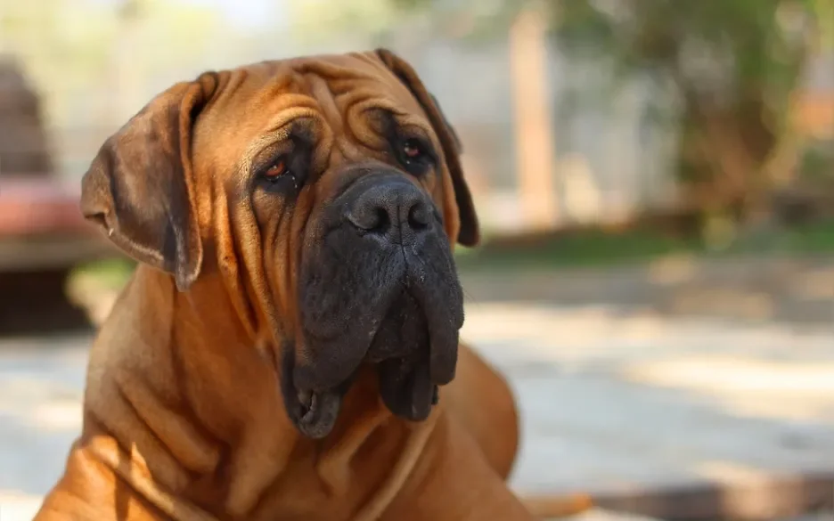 Boerboel