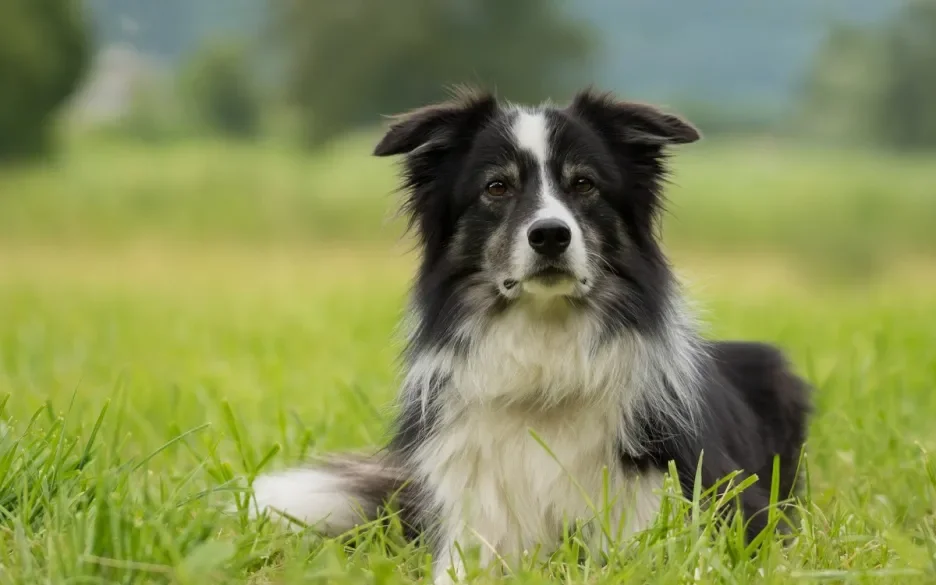 Bordercollie