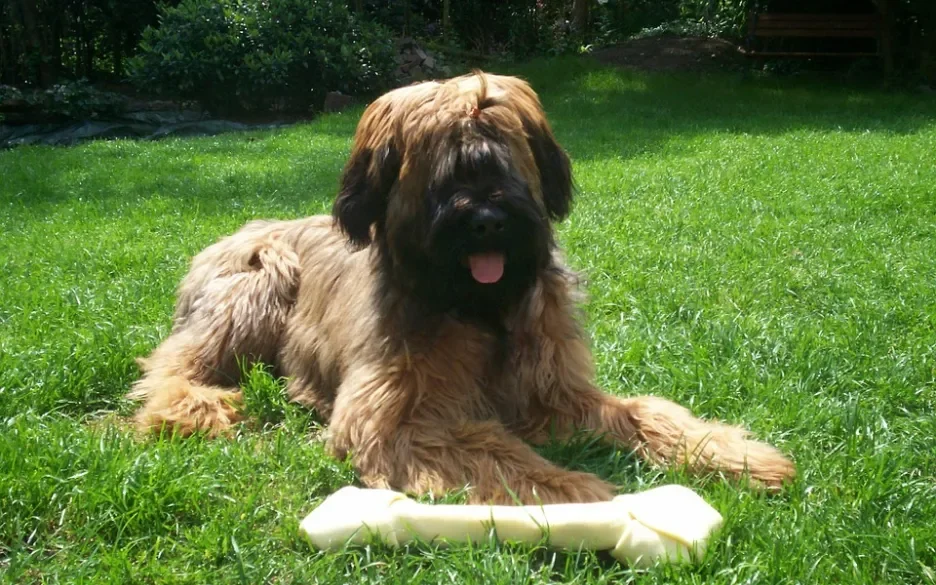 Briard