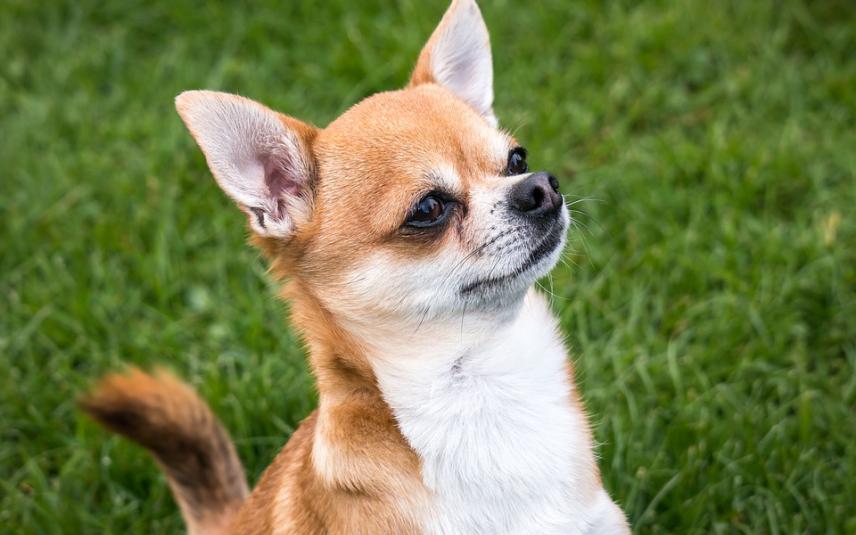 El Chihuahua Un Compañero Leal con Alas de Mariposa