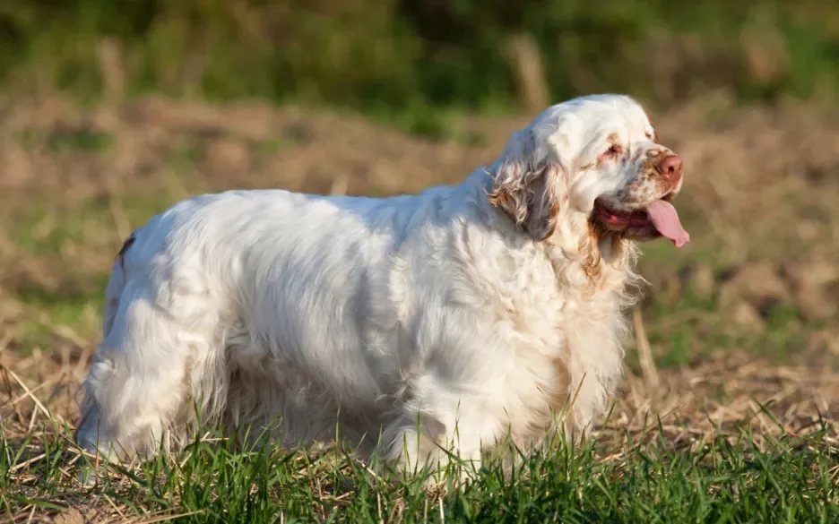 Clumberspaniel