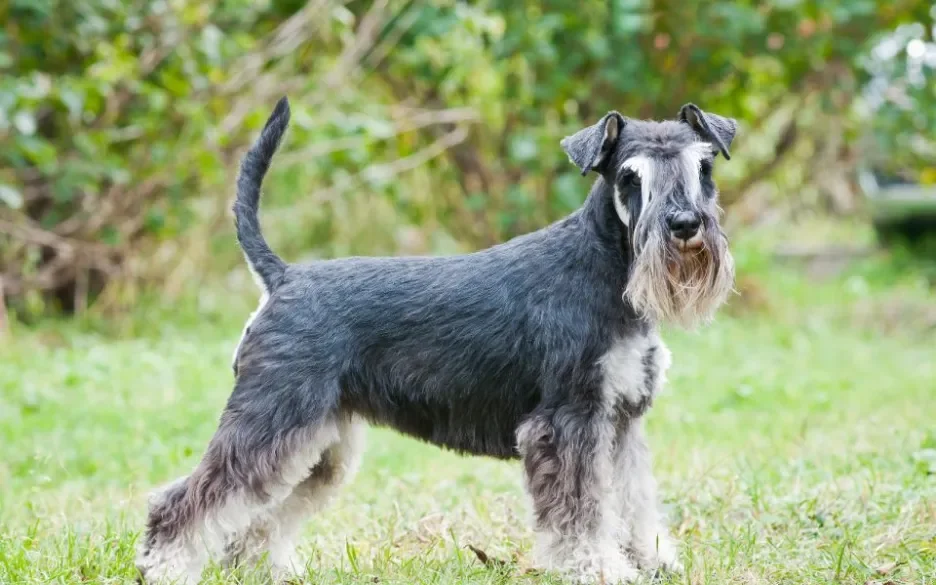 Dwergschnauzer