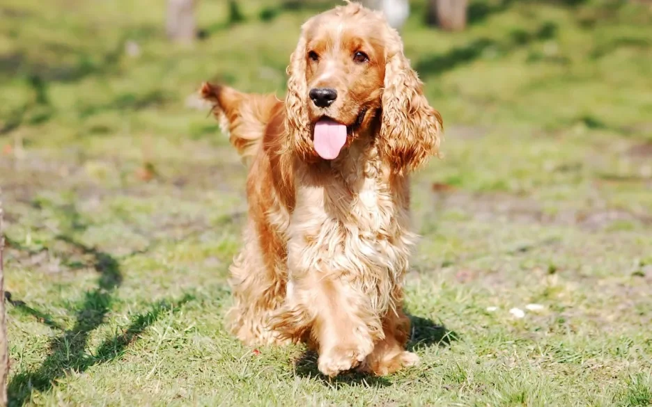 Engelse cocker spaniel