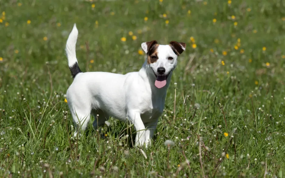 Jackussellterriër / jack russell