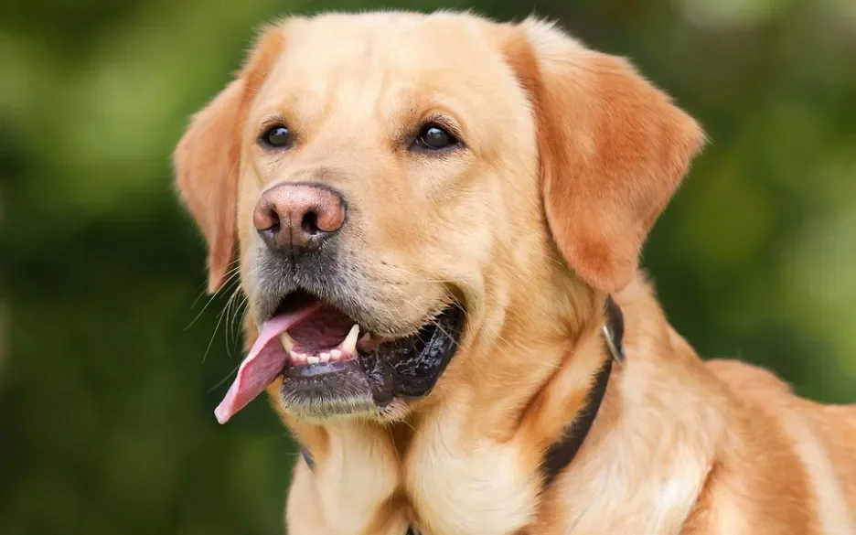 Labrador retriever