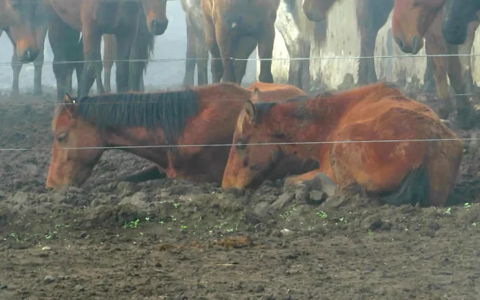 Liggende paarden