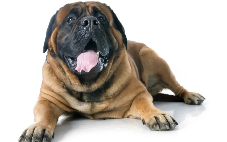 Mastiff