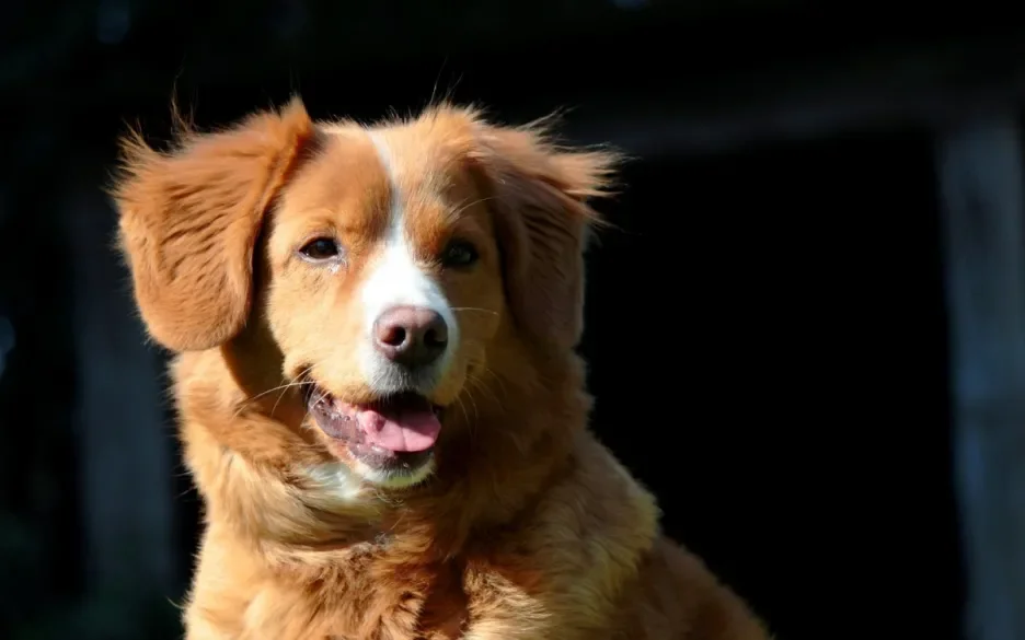 Nova Scotia duck tolling retriever