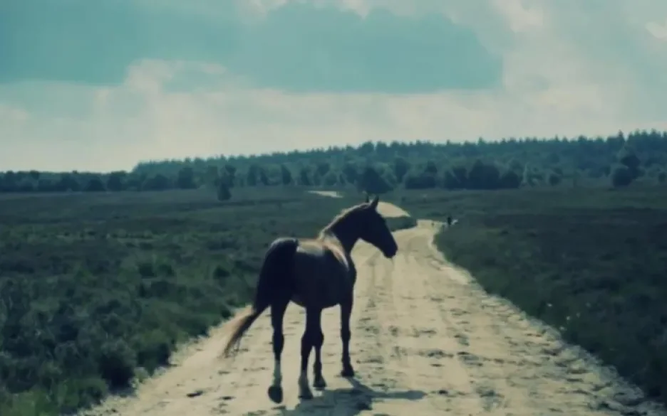 Paard op zandweg