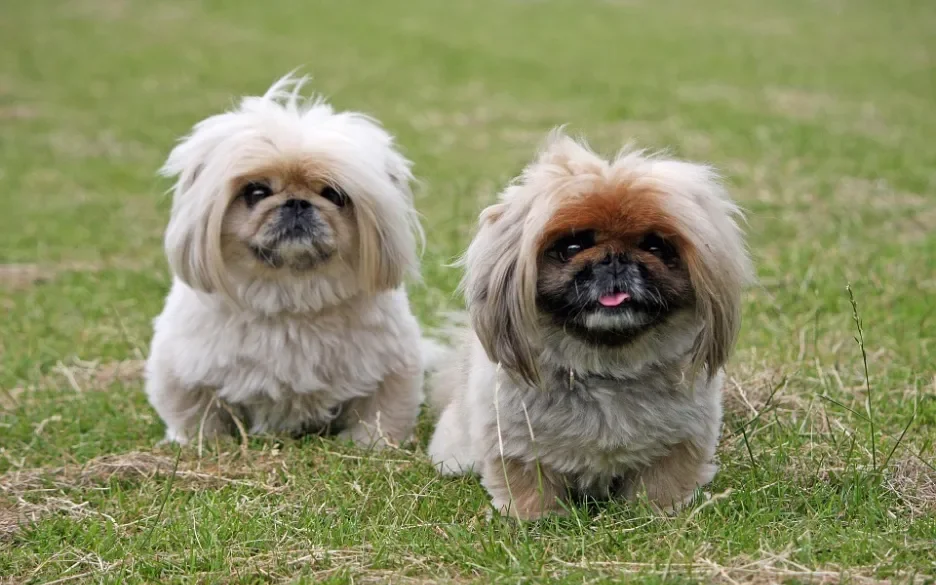 Pekinees / pekingees