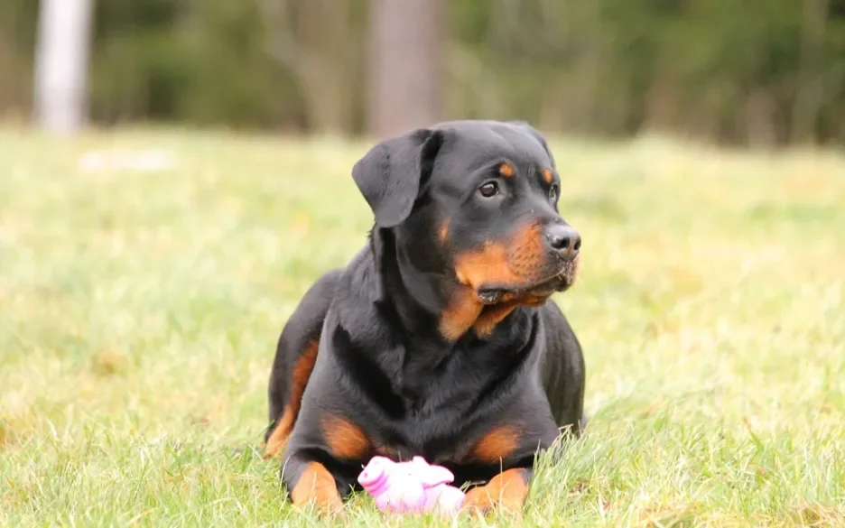 Rottweiler