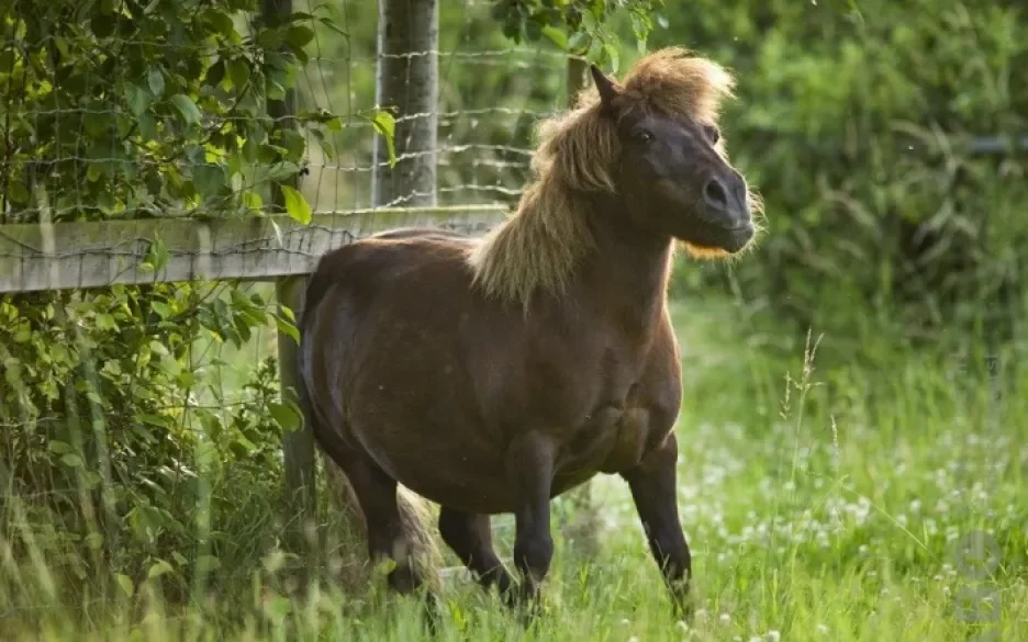 Schurend paard