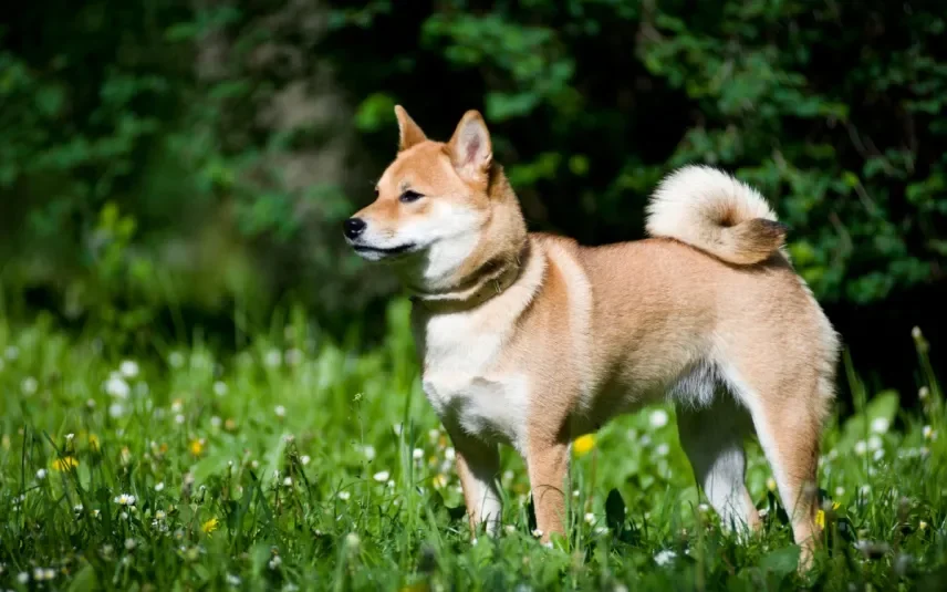 Shiba