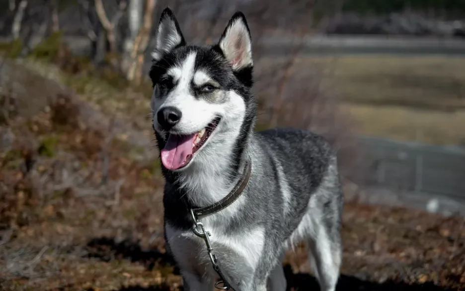 Siberische husky