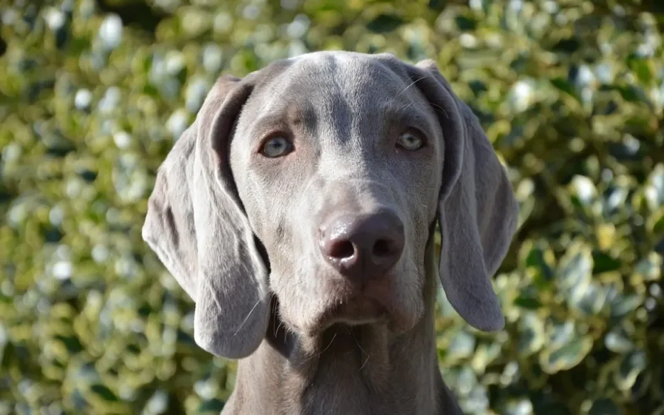 weimaraner