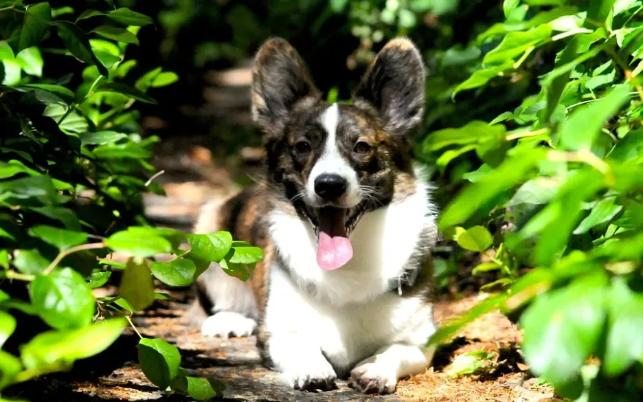 Welsh corgi cardigan