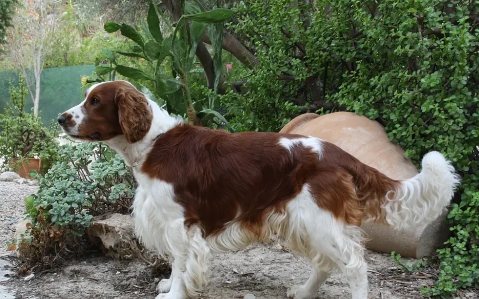 Welsh springerspaniel