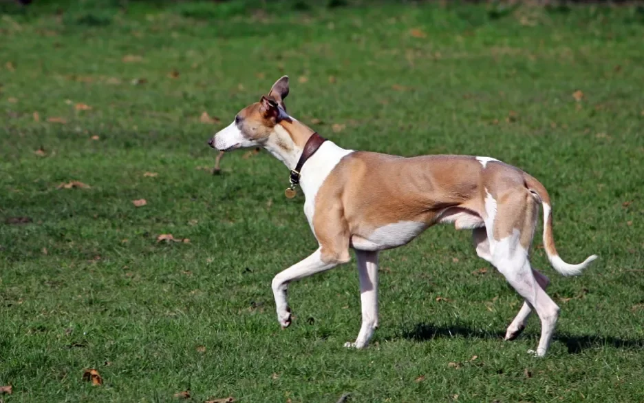 Whippet