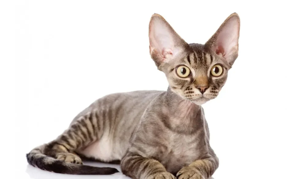 Devon rex