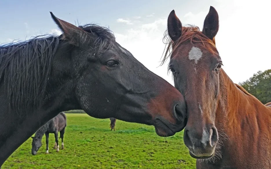 Paarden samen in de wei