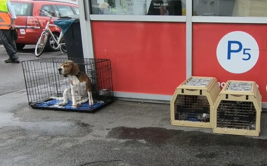 Beagle in bench