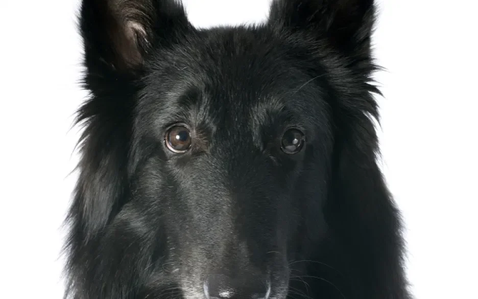 Belgische Herder Groenendael