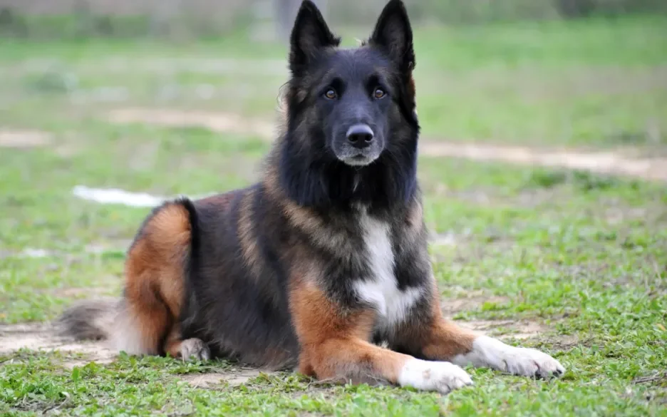 Belgische Herder Tervueren