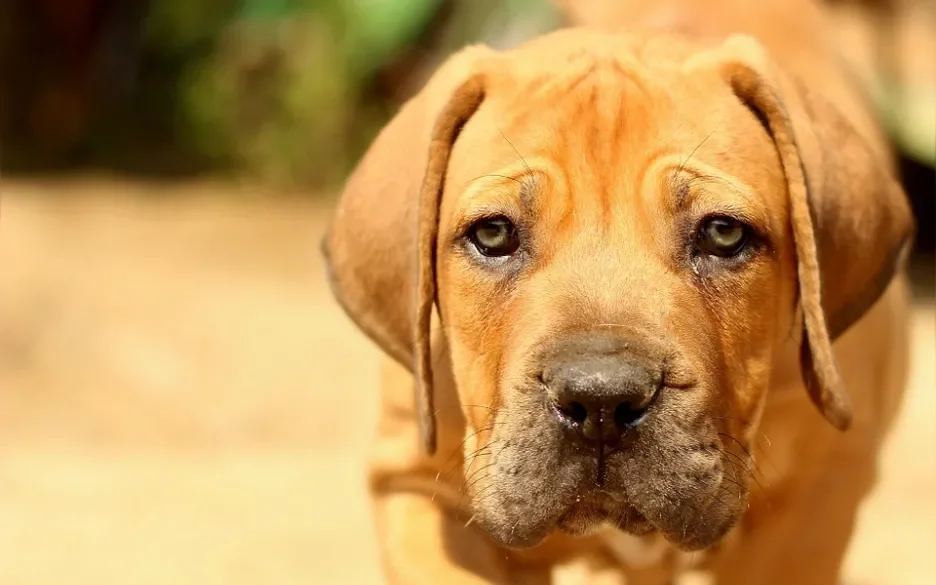 Boerboel