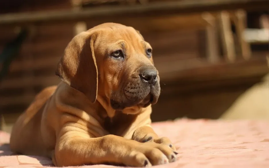 Boerboel