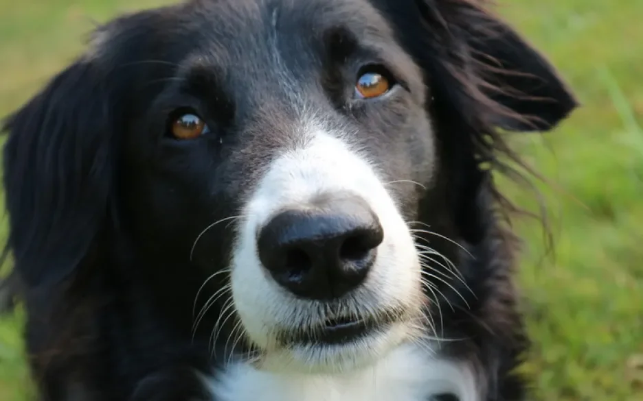 Border Collie