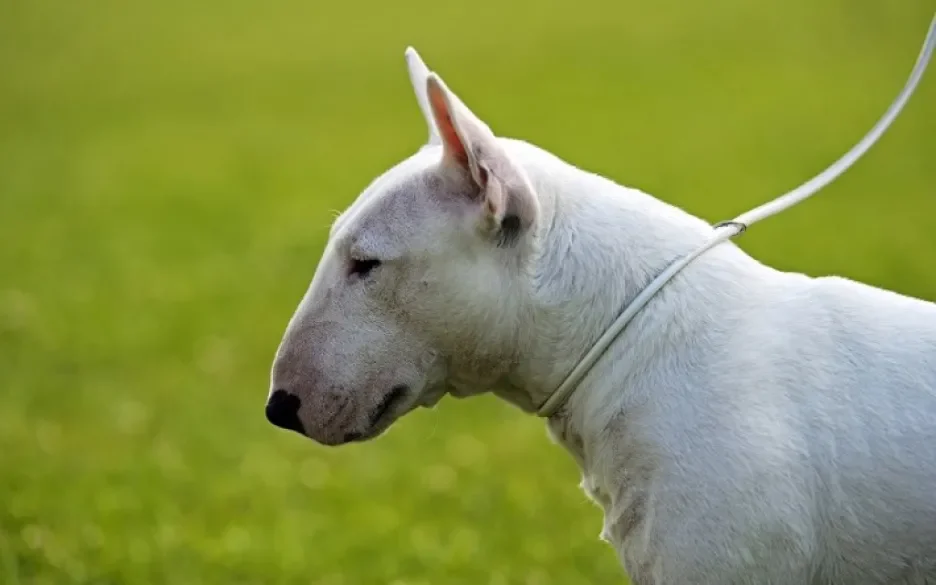 Bullterrier