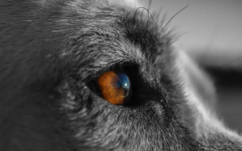 Canine