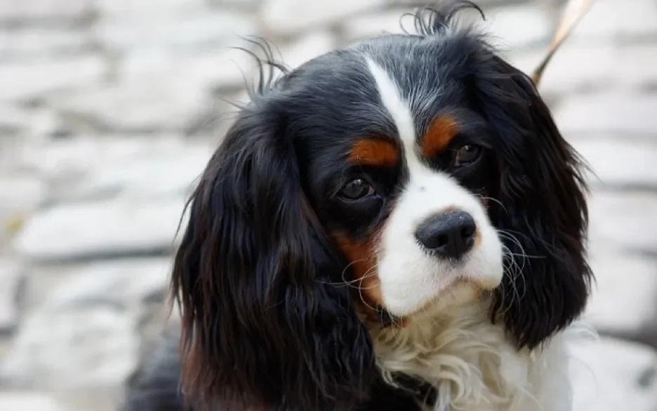 Cavalier King Charles Spaniel