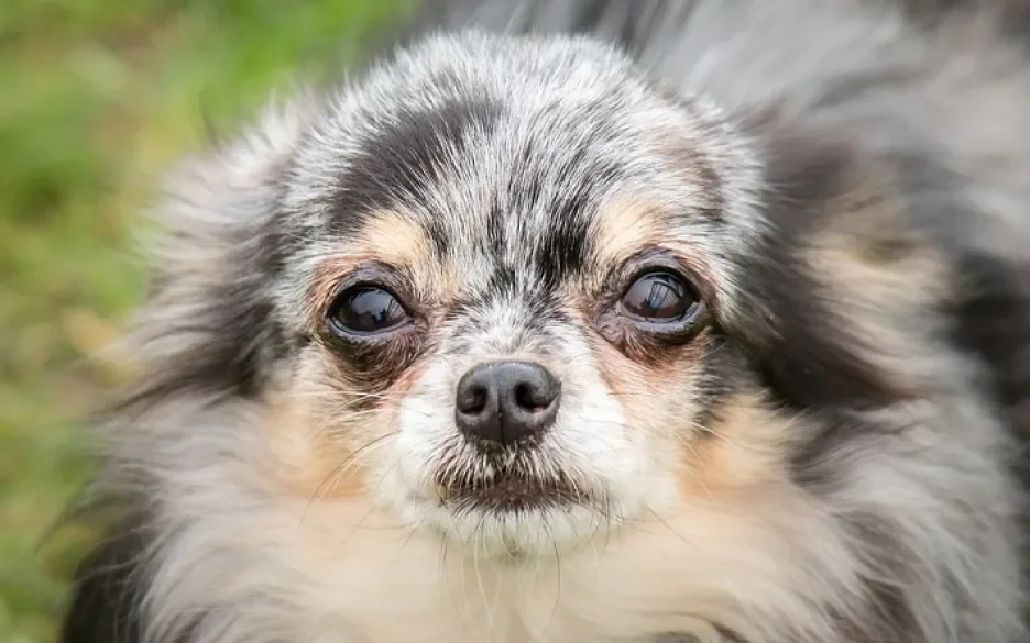 Chihuahua