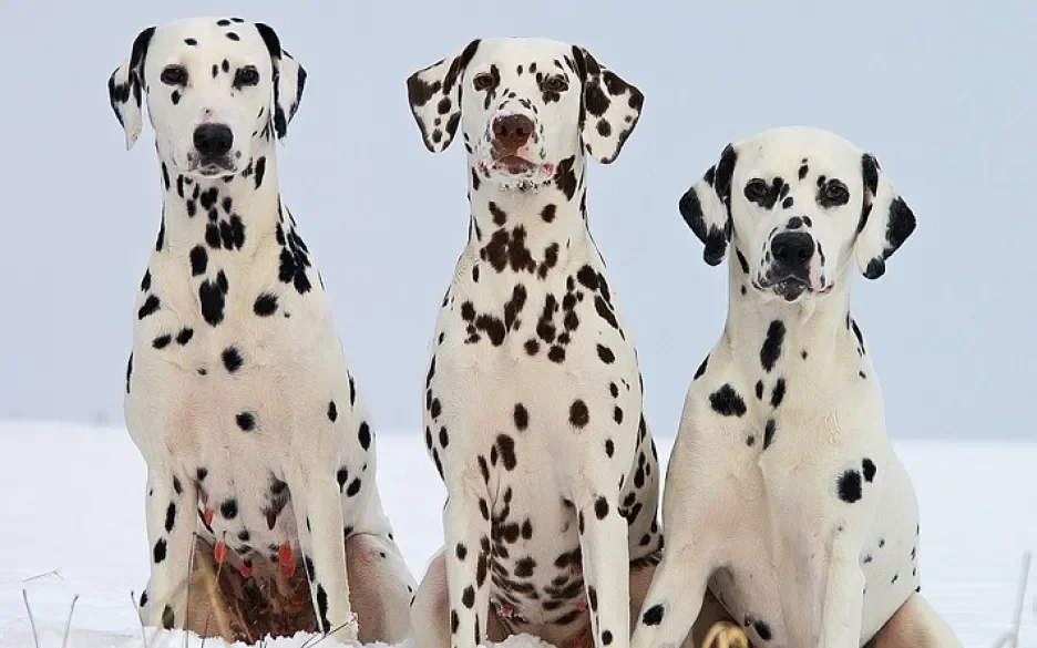 Dalmatische hinden