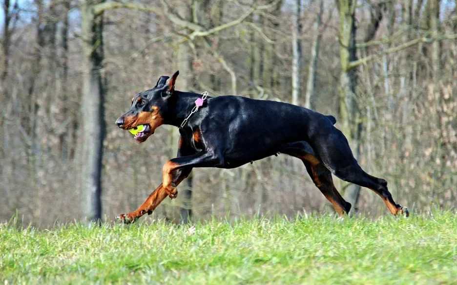 Dobermann