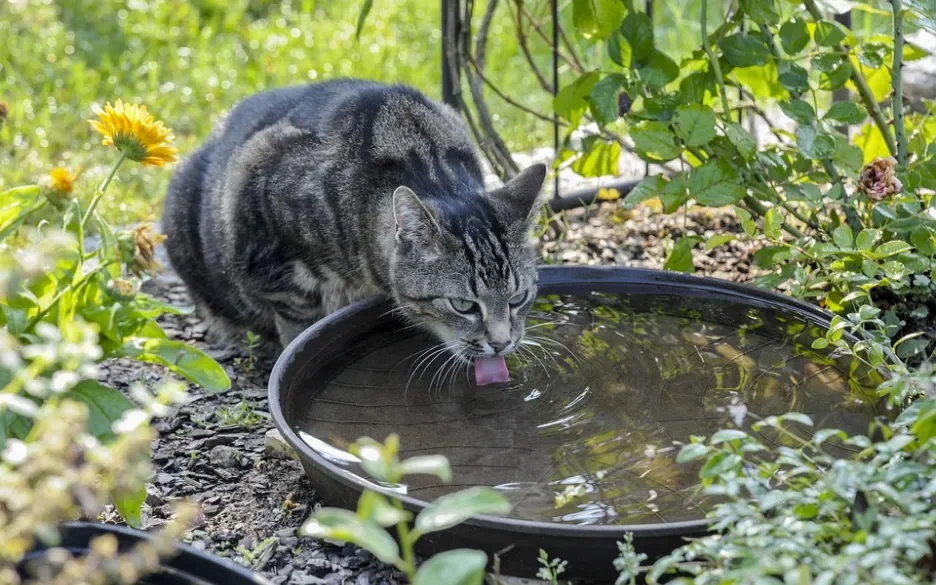 Drinkende kat