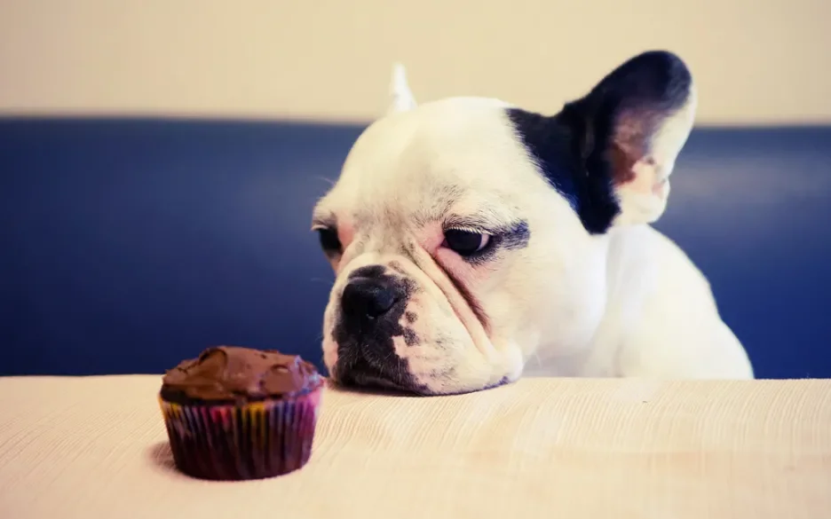 Franse buldog verlangt naar chocolade cupcake