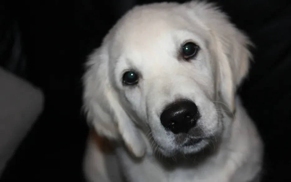 Golden Retriever puppy