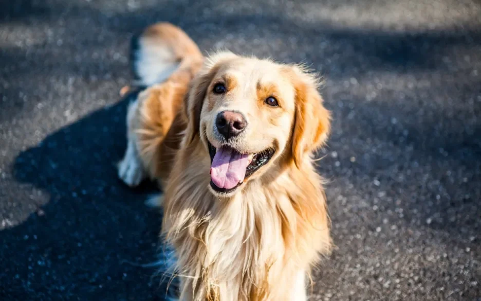 Golden Retriever