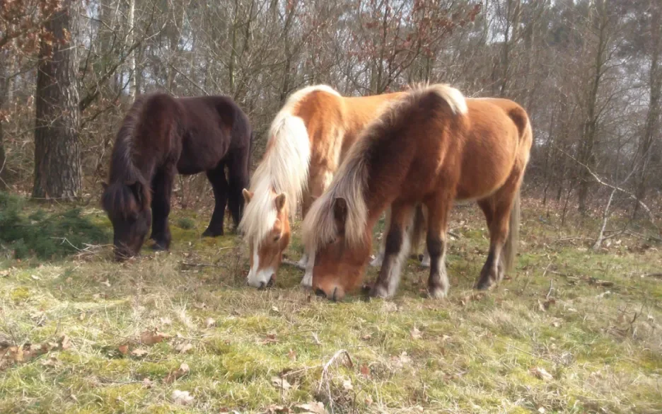 Grazende paarden