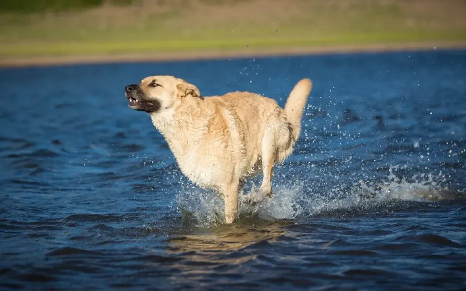 Hond in water