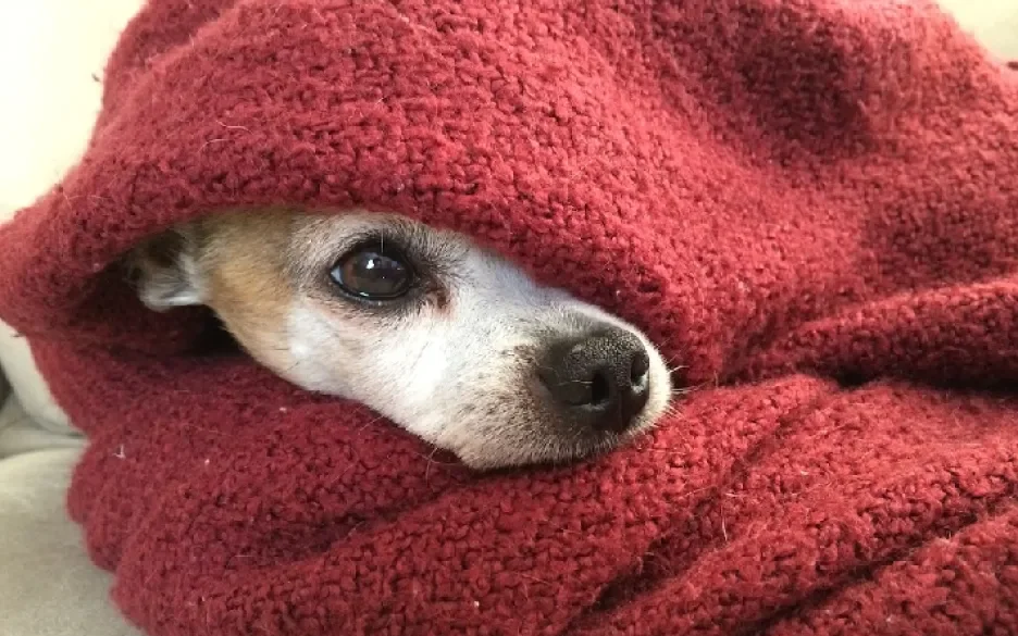 Hondje in handdoek