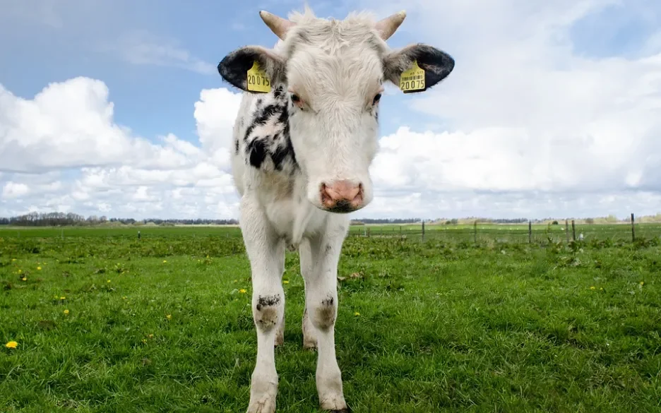 Kalf in de wei